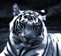 Image result for White Tiger Drawings