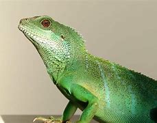 Image result for Reptiles