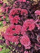 Image result for Sedum Mojave Jewels Sapphire