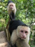 Image result for Monkey On Cell Phone