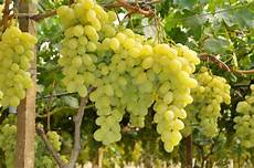uva da tavola la vite per uva da tavola verde azzurro notizie uva da tavola la vite per uva da tavola verde azzurro notizie