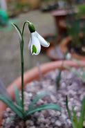 Image result for Galanthus Mrs Thompson