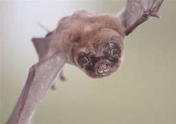 Image result for Ghost BC Bat