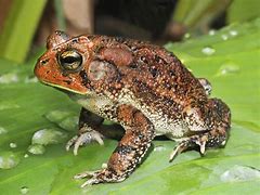 Image result for Perpetual Toad