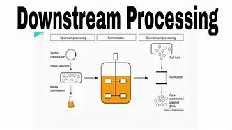 Image result for Downstream Processing