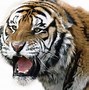 Image result for Tiger Eats Zhang