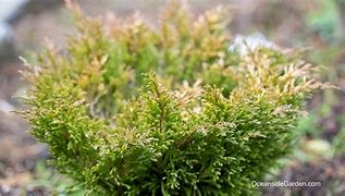 Image result for Juniperus horizontalis Limeglow