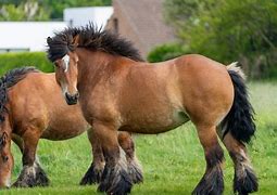 Image result for Most Muscular Horse Breed