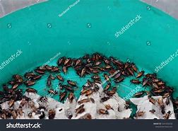 Image result for Cricket Insect Habitat