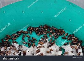 Image result for Cricket Insect Cartoon