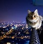 Image result for Pictures of Multiple Animals 8K