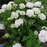 Image result for Hydrangea macrophylla Soeur Thérèse