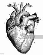Image result for Medical Heart Drawing