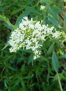 Image result for Centranthus ruber Snowcloud