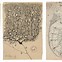 Image result for Cajal Brain Drawings