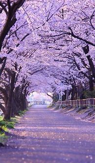 Image result for Sakura Tree iPhone Wallpaper
