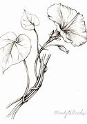 Image result for Vine Drawings Sketches