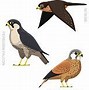 Image result for Medieval Falconry