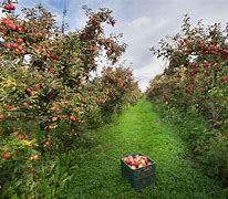 Image result for Fun Facts About Apple Orchards