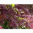 Image result for Acer Tree