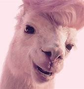 Image result for Hipster Llama Meme
