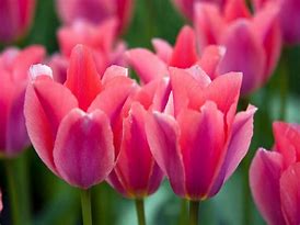 Image result for tulipanes