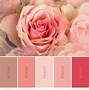 Image result for Shades of Rose Color