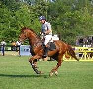 Image result for Horse and Rider Gallop
