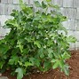 Image result for Brown Turkey Fig Tree
