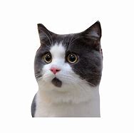 Image result for Cat at Table Meme PNG