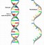 Image result for DNA vs Genes