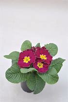 Image result for Primula vulgaris Queen Neon Violet