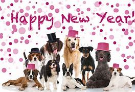 Image result for Cute Animals Happy New Year