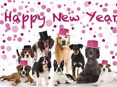 Image result for New Year's Eve Dog Meme