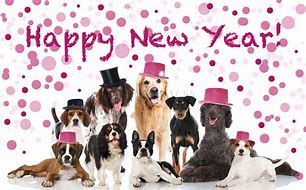 Image result for Happy New Year Animal Plushies
