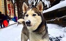 Image result for Husky Goes to Heaven