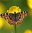 Image result for vlinders