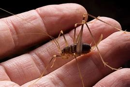 Image result for Cricket Spider Bug