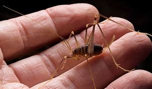 Image result for Spider Cricket Insect