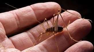 Image result for Moon Cricket Insect