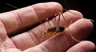 Image result for Giant Cricket Spider