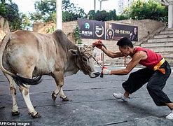 Image result for Kung Fu Bullfighters