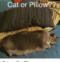 Image result for Cat Pillow Meme