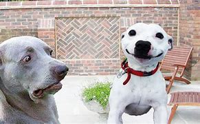 Image result for Funny Animal Videos Dogs