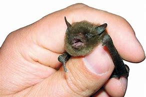 Image result for Baby Bumblebee Bat