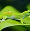 Image result for Pretty Lizards