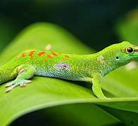 Image result for Exotic Lizards