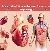 Image result for Difference Between Anatomy and Physiology
