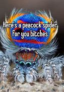 Image result for Peacock Spider Meme
