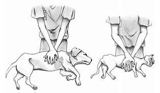 Image result for Recover CPR Chart Dog and Cat